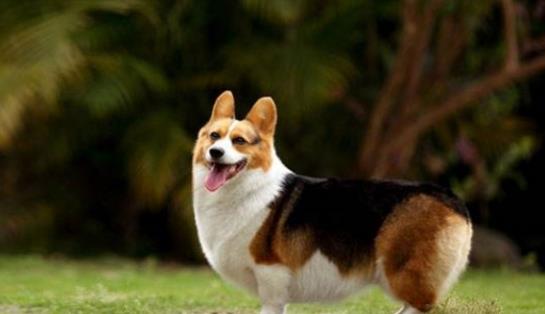 世界上最不忠诚的狗狗排名,并不是所有狗狗都