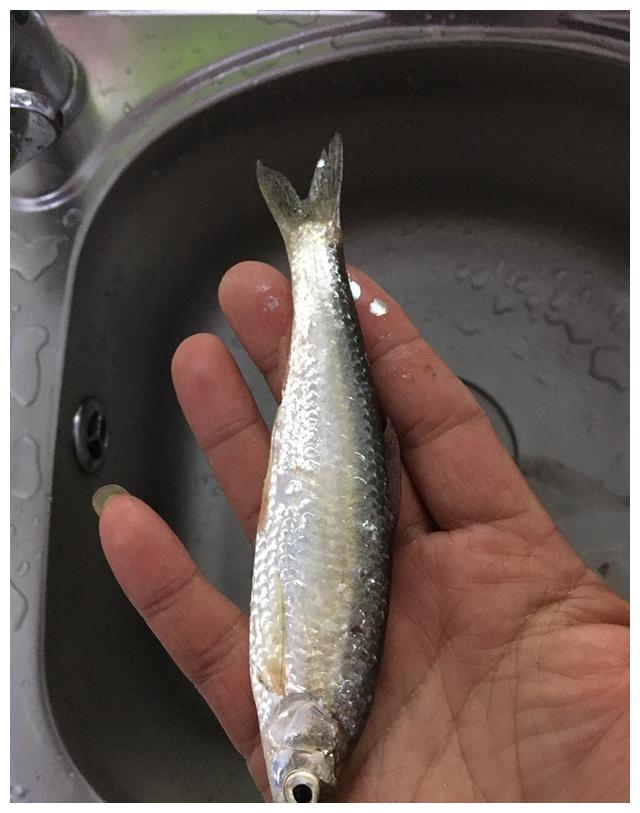 耍小鱼的看过来