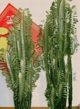 懒人花卉，龙骨花的养殖