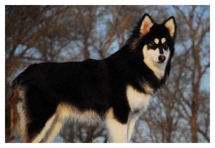 关于雪橇犬的电影，这几部你都看过吗