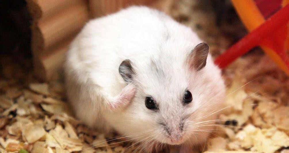 三峡电力职业技术学院可以养仓鼠吗？