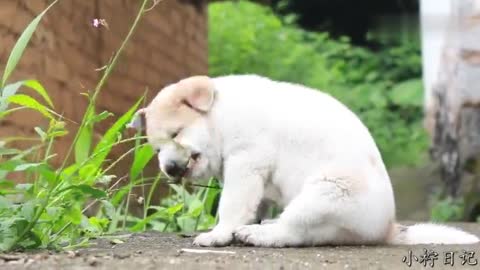 中华田园犬，小奶狗第一次到户外玩耍，小胖墩玩得太高兴不想回家