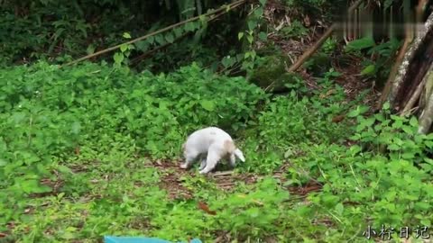 中华田园犬，不会随地大小便，懂得出去找地方解决，拉完马上回家