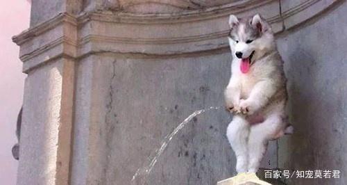 将二哈旅游照片发给好友,结果被p成各种版本,照片笑趴