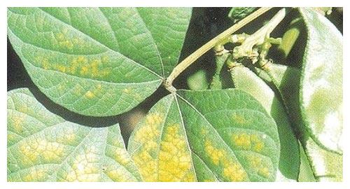 大豆花叶病毒病有植物癌症之称 该如何进行科学的防御