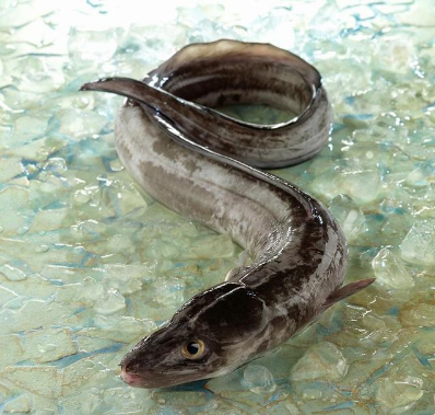 被剪下头的海鳗咬伤？听说过被蛇头咬伤，海鳗头咬人为...