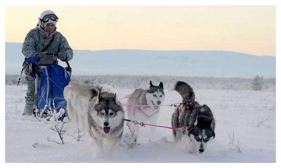 关于雪橇犬的电影，这几部你都看过吗