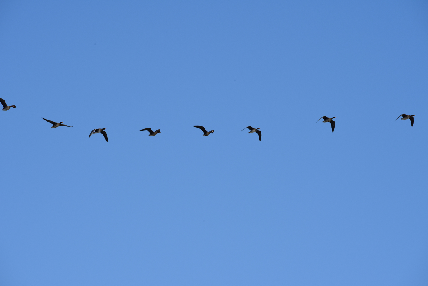 迁徙的大雁，整齐的雁阵，原创摄影