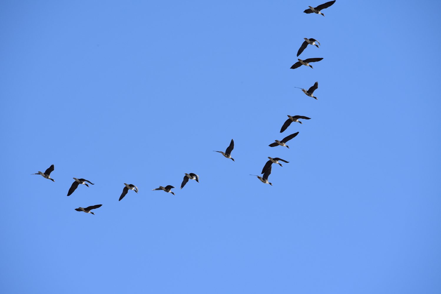 迁徙的大雁，整齐的雁阵，原创摄影