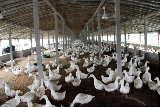 厉害了！“一只鸭”成就10亿大产业