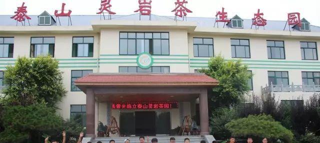泰山桃花源景区立泰山灵岩茶生态园欢迎您！