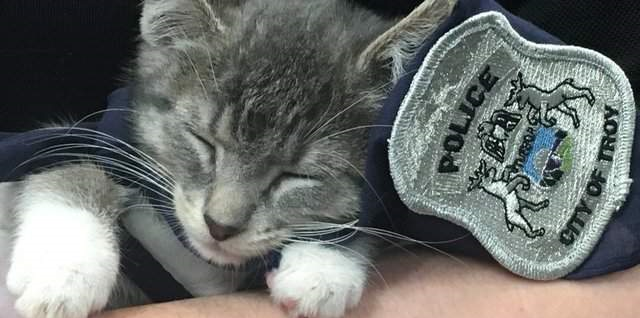 给美国人民脑洞点赞 终于有猫警察了 还是正式编制 真
