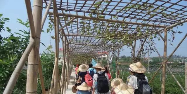 泰山桃花源景区立泰山灵岩茶生态园欢迎您！