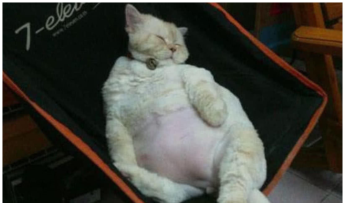 猫咪肚子越来越大,女子以为怀孕去看医生,医生的话让她傻眼了