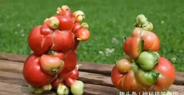 日本福岛核辐射8年后看看变异的那些动植物青蛙长出了8条腿