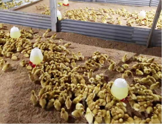 厉害了！“一只鸭”成就10亿大产业