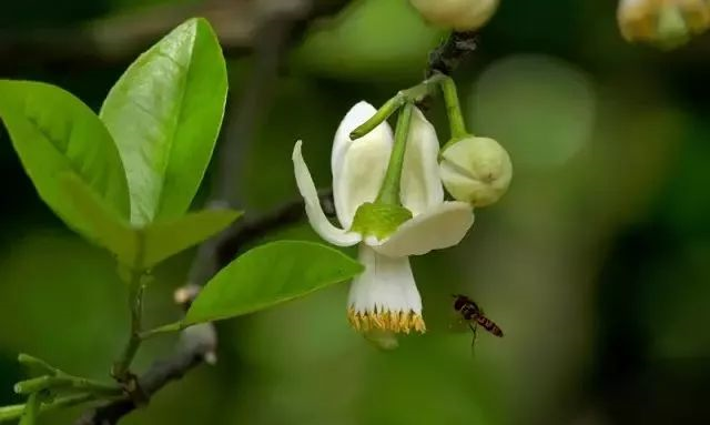 平和 漫山柚花始盛开