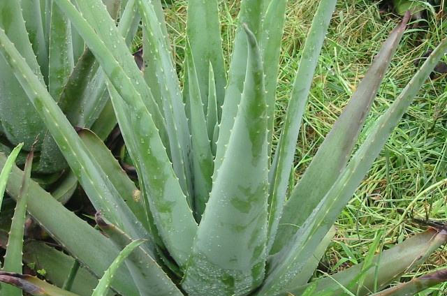 那么好养的芦荟都养不活学会小技巧,轻松爆盆