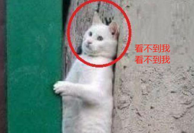 当猫咪遇到杜宾犬,吓得躲在墙角瑟瑟发抖,网友表情包限定