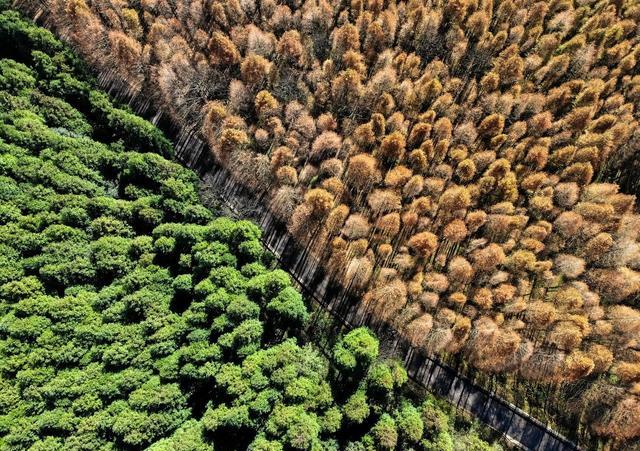 正文   重庆南川山王坪景区浩浩林海覆盖,茫茫薄雾笼罩,区内林木葱郁.