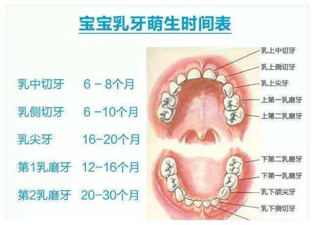 宝宝长牙的顺序以及如何宝宝蛀牙乳牙发育不好影响恒牙发展