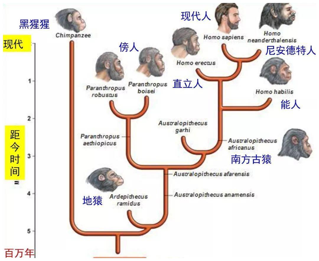 达尔文进化论最后一句话 人类还在继续进化吗