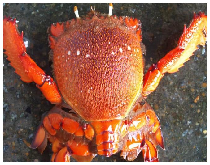 螃蟹口感排行_中国“最好吃”的螃蟹,大闸蟹才排第3,排名第一的想吃却难遇到