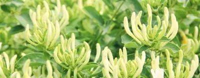 泰山桃花源景区立泰山灵岩茶生态园欢迎您！