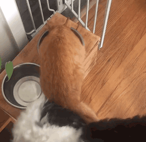 狗狗老往邻居家跑,原来是外边有了情人