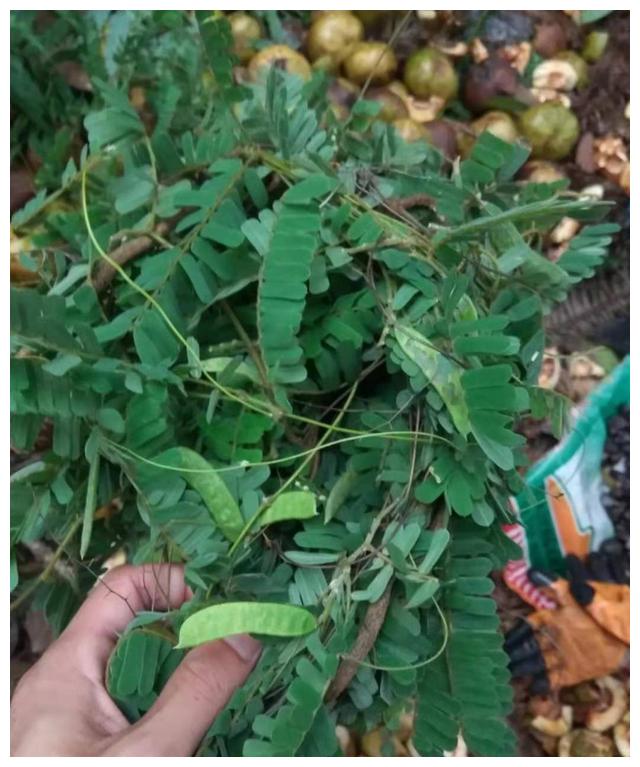农村有哪些常见又实用的中草药?|中草药|鸡骨草|车前