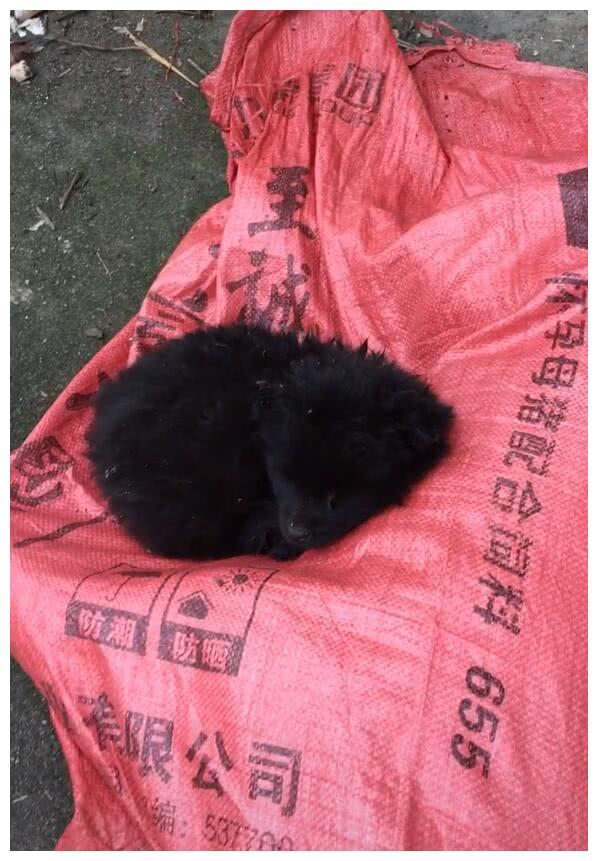 小狗呆袋子上两天了,疑似没主人,走进观察直接愣住了