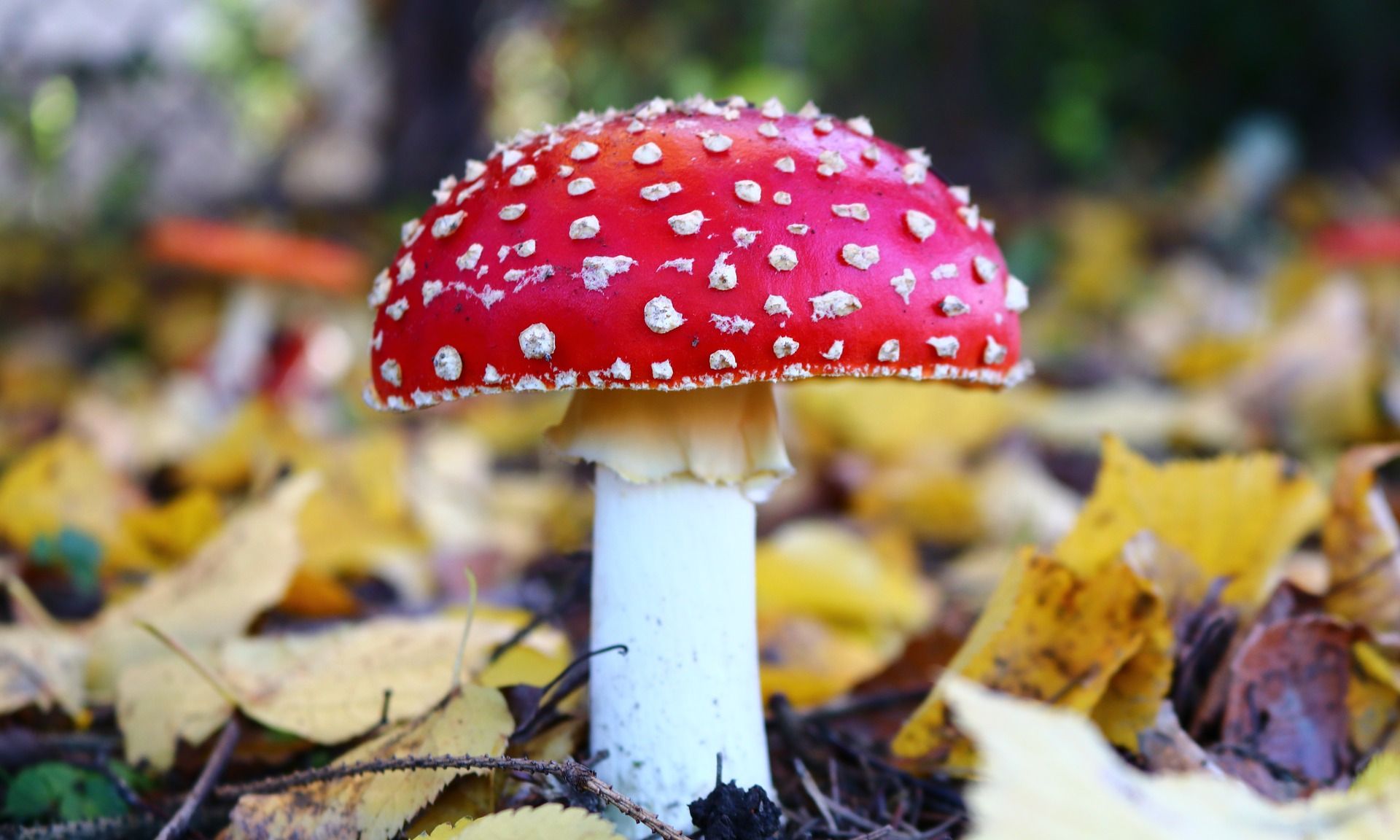 雨后树桩上野蘑菇摄影图高清摄影大图-千库网