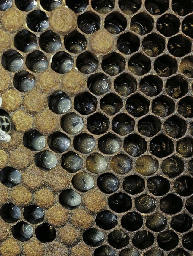 养蜂就要心细！蜜蜂的发育周期你知道吗有三型蜂