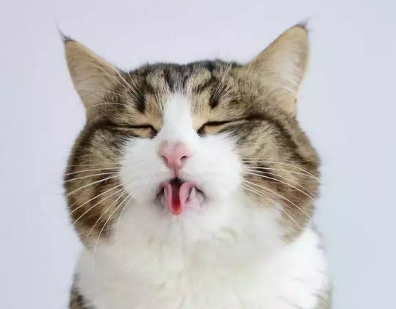 可爱猫咪老是吐舌头可不是在卖萌,很有可能是因为这些