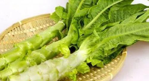很多人都以为，油麦菜是莴笋叶子，或者是莴笋长大以前的幼苗