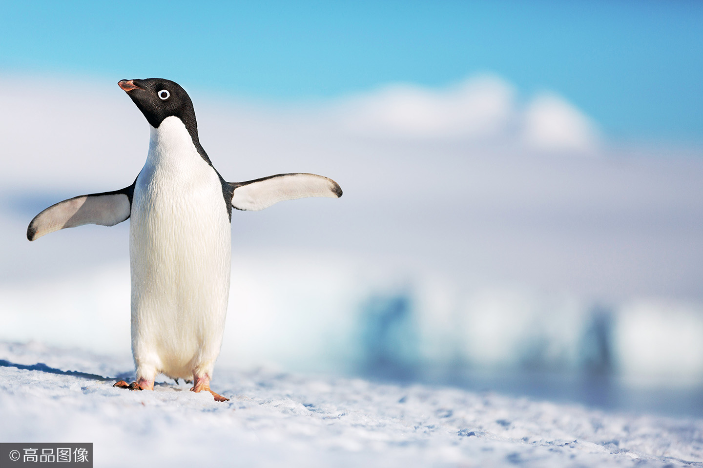 迪士尼自然全新纪录片《企鹅》，冒失小企鹅的成家立业之旅|迪士尼|企鹅|阿德利_新浪新闻