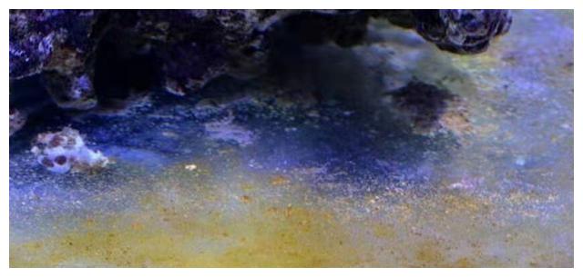 鱼缸的青苔生成与褐藻和小球藻,以及鱼缸的水