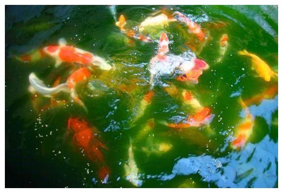 鱼缸的青苔生成与褐藻和小球藻,以及鱼缸的水