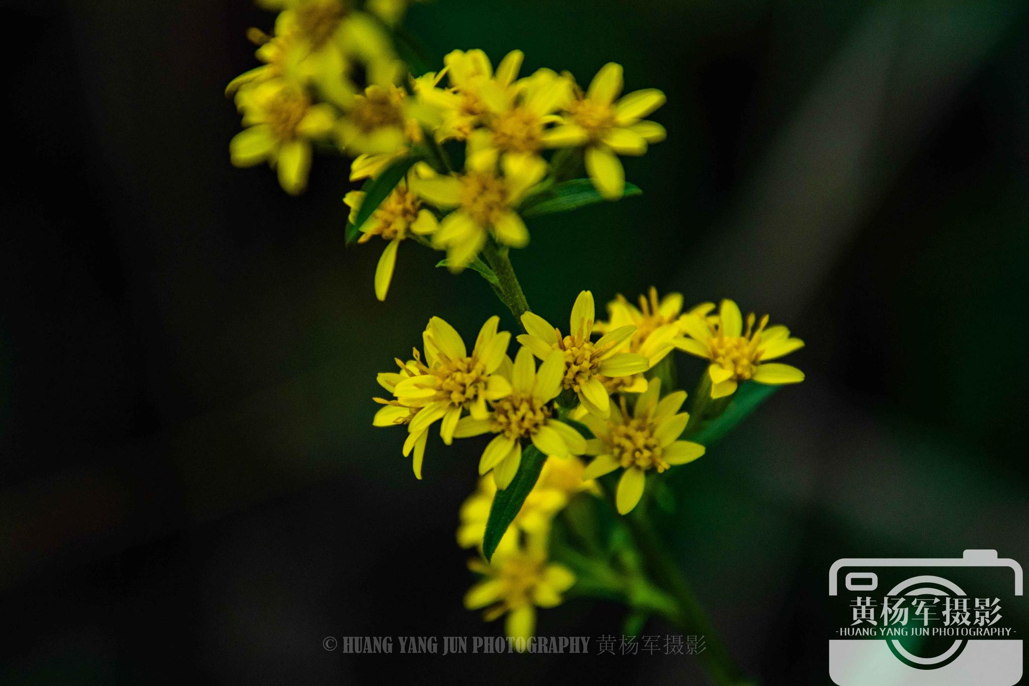 毛果一枝黄花盛开的娇美,冬日山间美丽的菊科植物