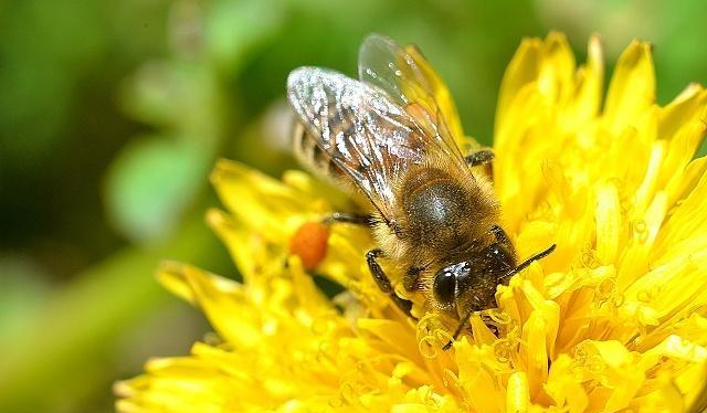 熊蜂与胡蜂有啥不同 体型更大的蜂种有哪些