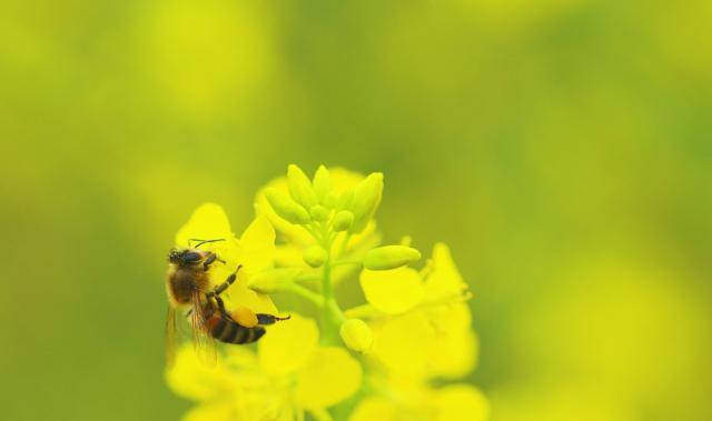 蜜蜂采蜜服务揭秘 自然界的精妙配送系统全解析