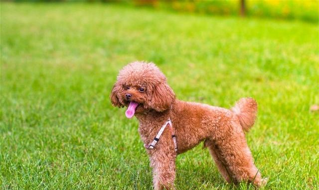 泰迪犬的价格由什么因素来决定纯种的泰迪犬值多少钱