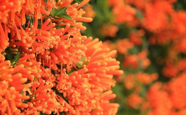 你的三角梅、君子兰、月季等花草为啥不开花?