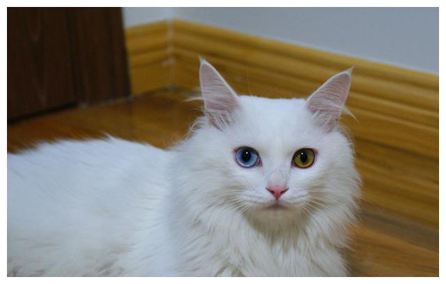 辟谣 猫咪白毛蓝眼就定是先天耳聋 并非如此 白猫也