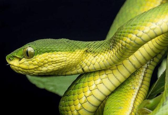 心理学:你最害怕哪一条蛇?测你人生的转折点在哪里