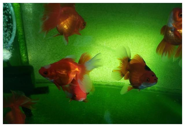 鱼缸的青苔生成与褐藻和小球藻,以及鱼缸的水