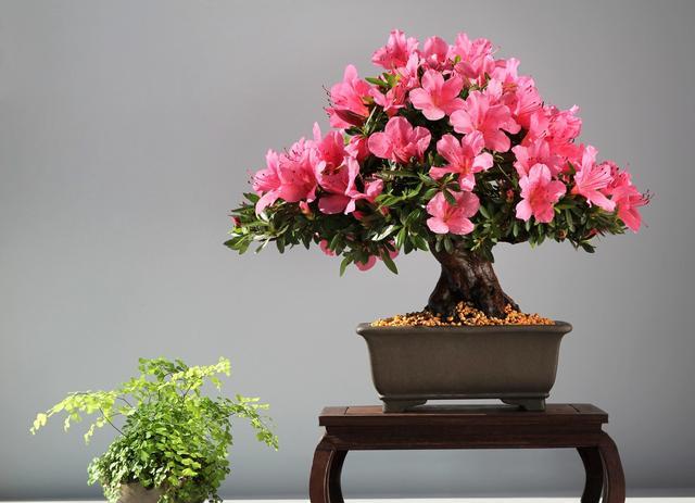 你的三角梅、君子兰、月季等花草为啥不开花?