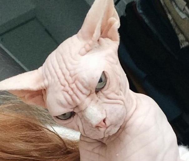 壁纸 动物 狗 狗狗 604_514