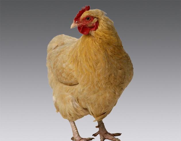 成语什么记四方_成语故事图片(3)