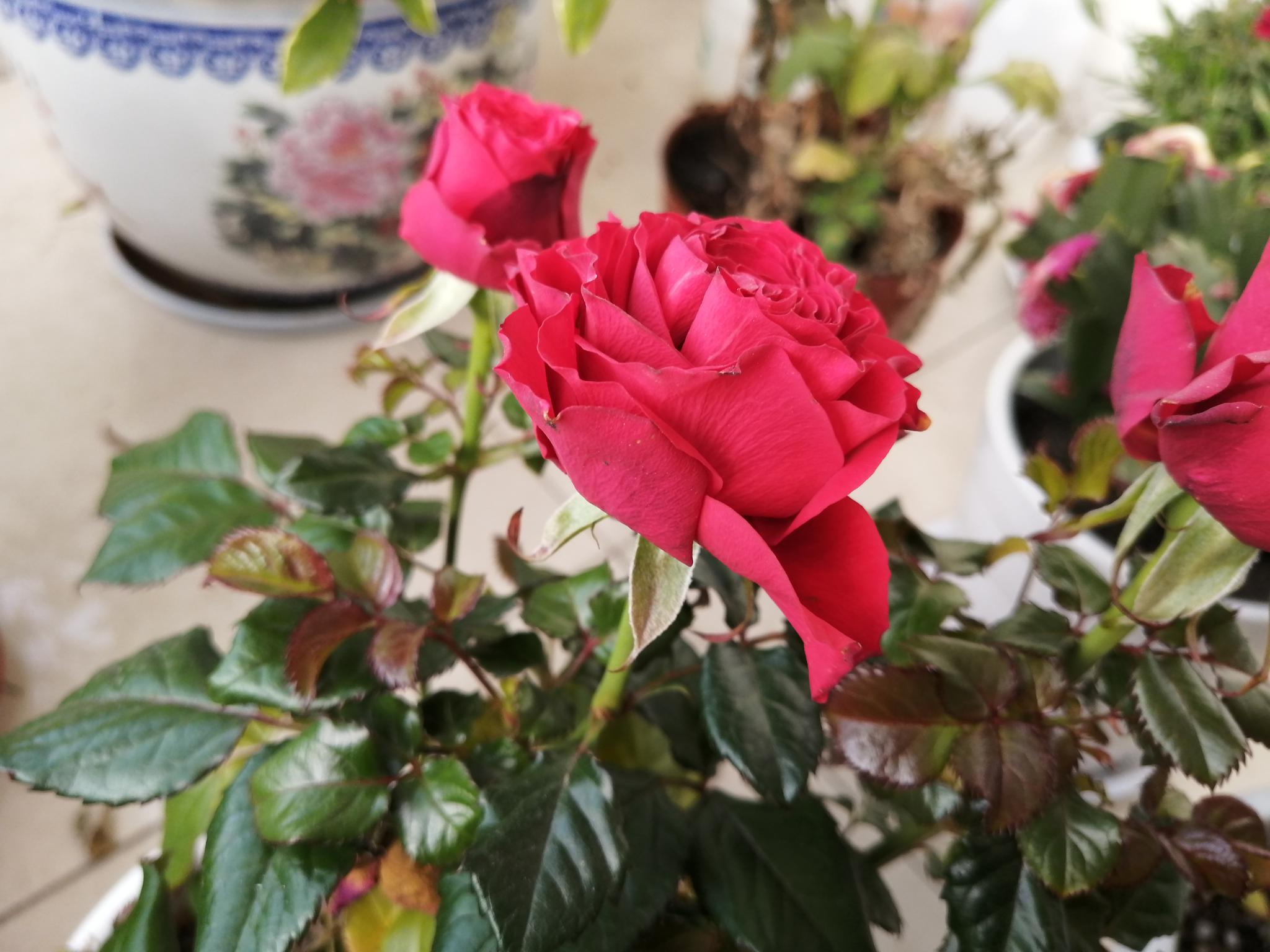 鼠年正月十二 来阳台上欣赏玫瑰花和百合花